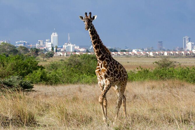 Nairobi National Park and Giraffe Center Day Tour - Why This Tour Offers Good Value