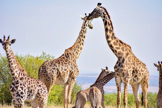 Nairobi National park And Giraffe Center: Free Wi-Fi Connection - Why This Tour Works Well