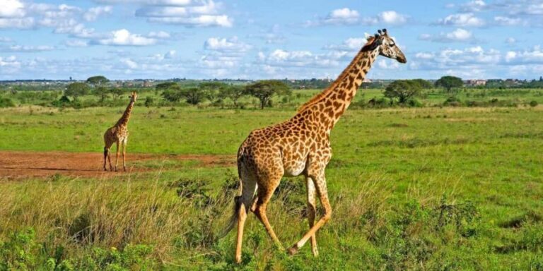Nairobi National Park and Giraffe Center Guided Tour - Visiting the Giraffe Centre: Endangered Giraffes Close Up