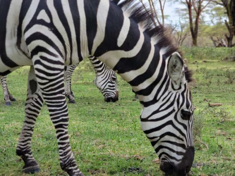Nairobi National Park And Giraffe Center Guided Tour - Detailed Breakdown of the Itinerary