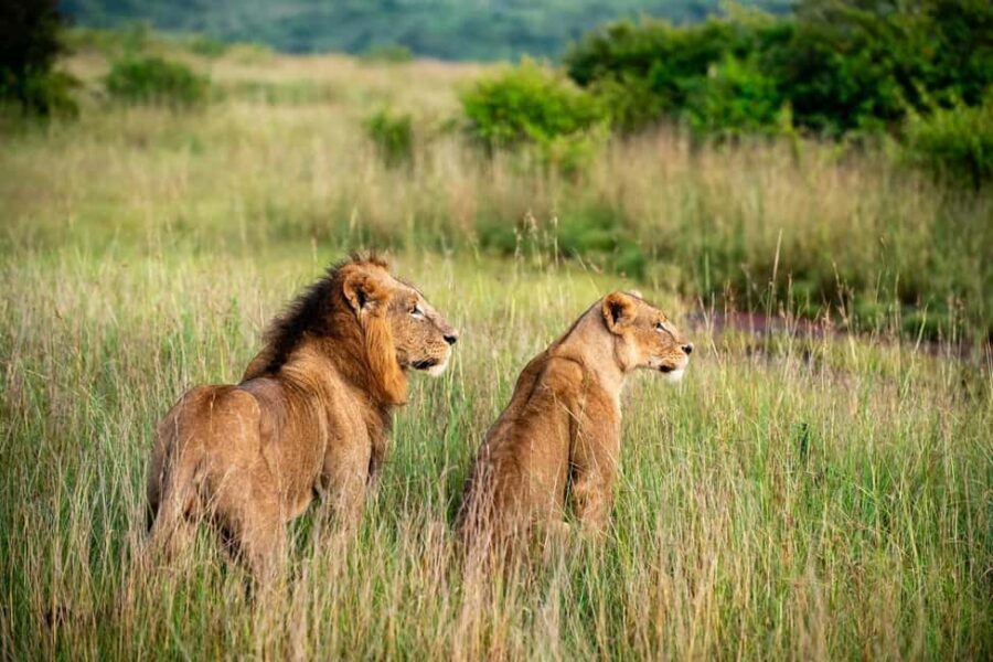 Nairobi National Park and Giraffe Day Trip - Analyzing the Value: Is It Worth It?
