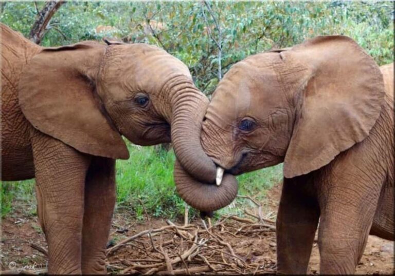 Nairobi National Park and Sheldrick Elephant Trust Day Trip - FAQ