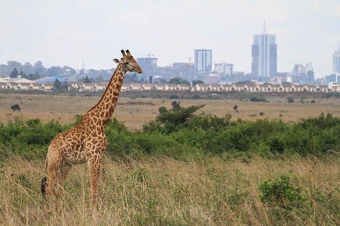Nairobi: National park, baby Elephant, Giraffe center - Practical Tips for a Smooth Experience