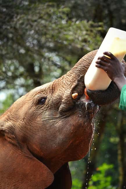 Nairobi: National Park, Baby Elephant & Giraffe Centre Tour - Exploring the Full-Day Experience
