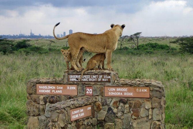 Nairobi National Park, Baby Elephant Orphanage and Giraffe Center - Detailed Itinerary Breakdown