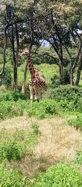Nairobi National Park Baby Elephant Orphanage Giraffe Center - Final Thoughts