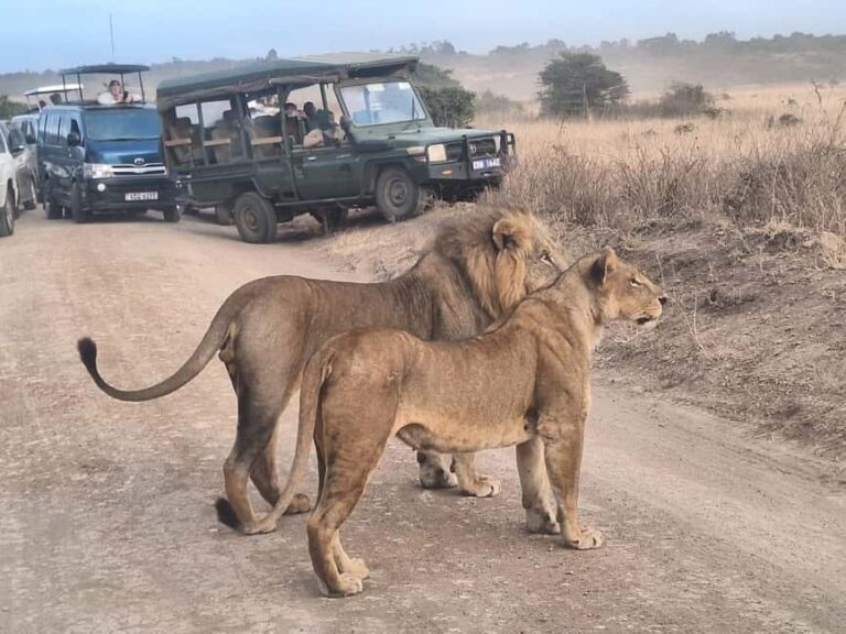 Nairobi National Park Day Guided Tour - Itinerary Breakdown: What to Expect