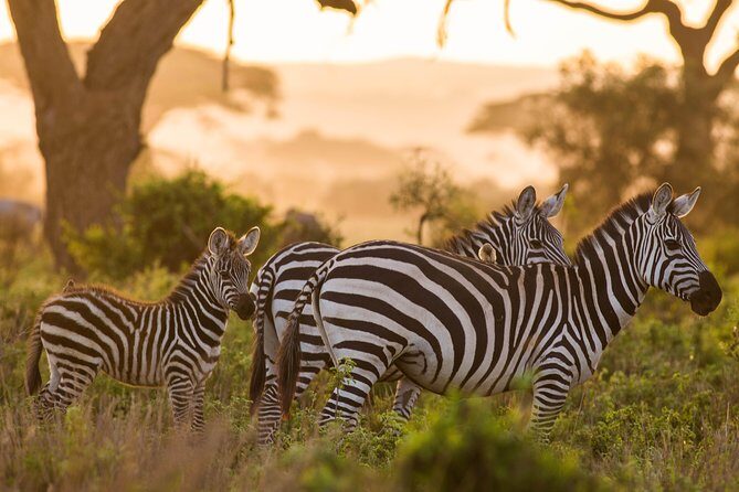 Nairobi National Park Day Tour - FAQ