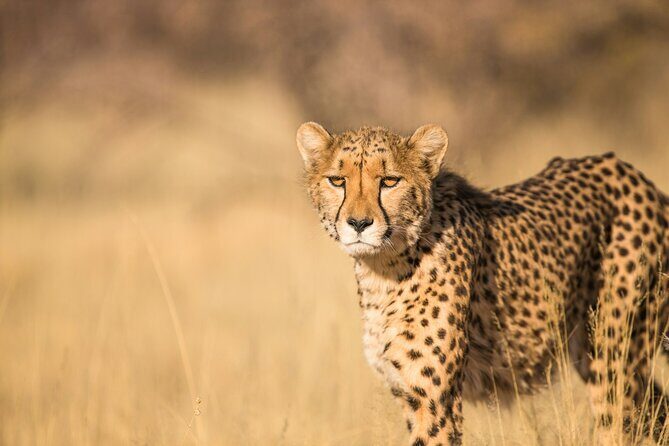 Nairobi National Park Early Morning or Afternoon Game Drive - Authentic Encounters in the Heart of Nairobi