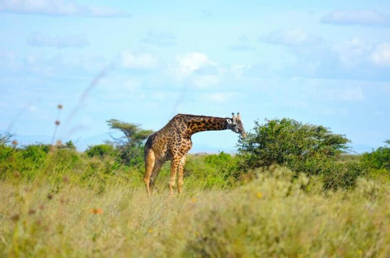 Nairobi: National Park Early Morning or Afternoon Tour - The Sum Up