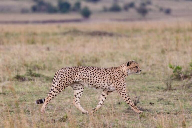 Nairobi National park, elephant orphanage and giraffe center - Who Will Love This Tour?