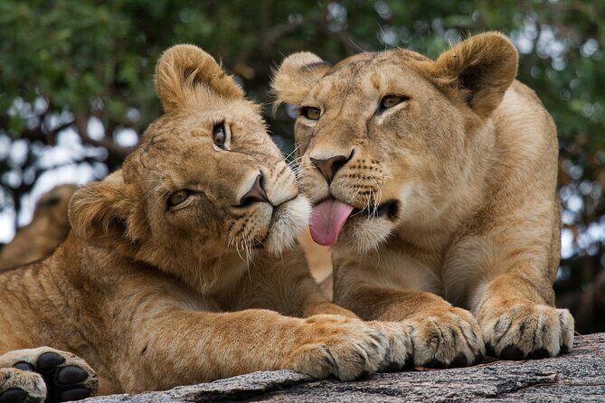 Nairobi National Park, Elephant Orphanage and Giraffe Centre - Authentic Encounters and Traveler Insights