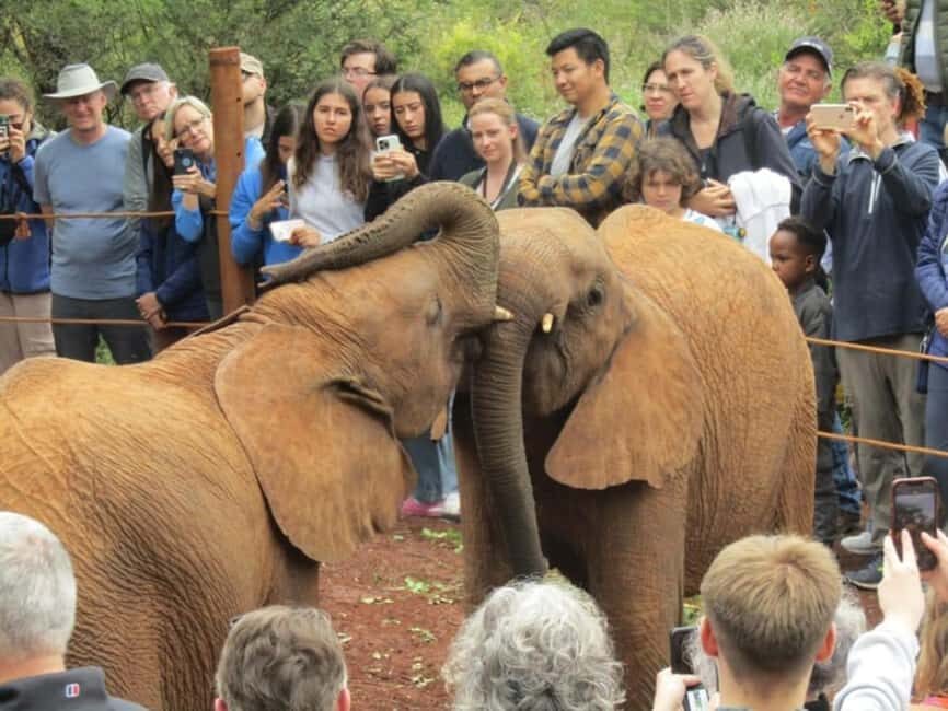 Nairobi: National Park, Elephant Orphanage, and Giraffe Tour - Practical Aspects of the Tour