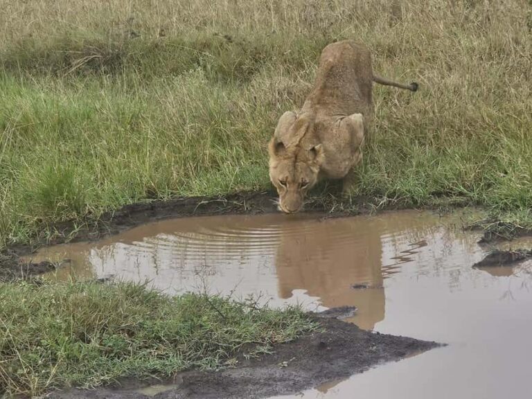Nairobi: National Park, Elephant Orphanage & Giraffe Center - Final Thoughts