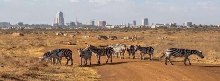 Nairobi: National Park, Elephant Orphanage & Giraffe Center - Giraffe Center: Feed and Interact with Rothschild Giraffes