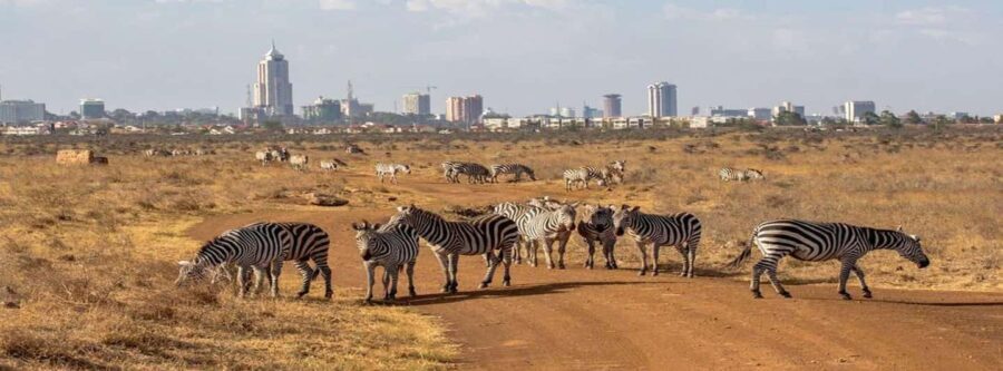 Nairobi: National Park, Elephant Orphanage & Giraffe Center - Giraffe Center: Feed and Interact with Rothschild Giraffes