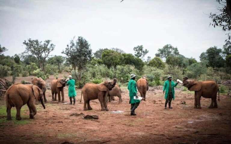 Nairobi: National Park, Elephant Orphanage & Giraffe Center - The Lunch Break and Extra Stops