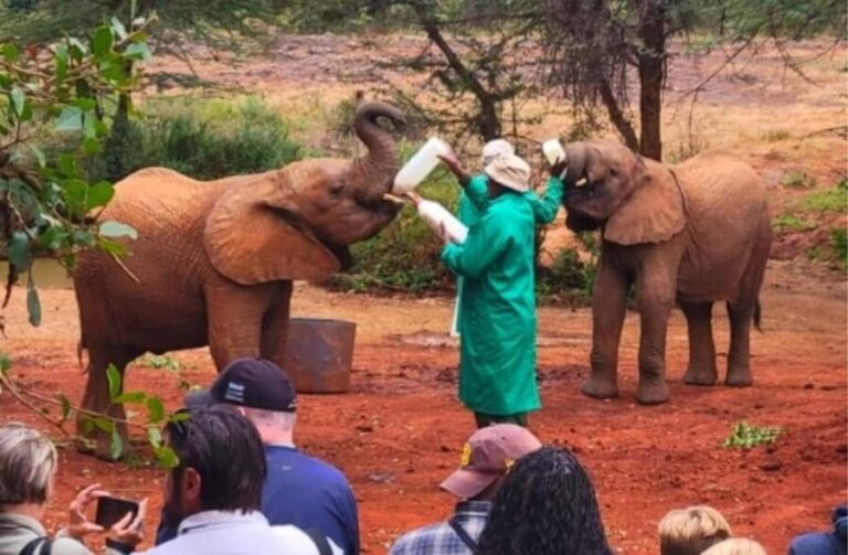 Nairobi National Park, Elephant Orphanage & Giraffe Centre - What Others Say