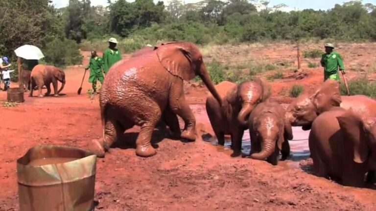 Nairobi National Park, Elephant orphanage & Giraffe Centre - Why This Tour Offers Real Value