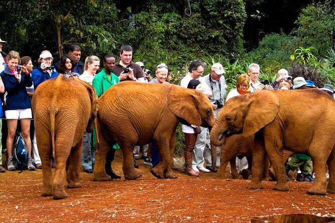 Nairobi National Park, Elephant Orphanage, Giraffe Centre Tour - The Practical Side: Logistics, Costs, and Tips
