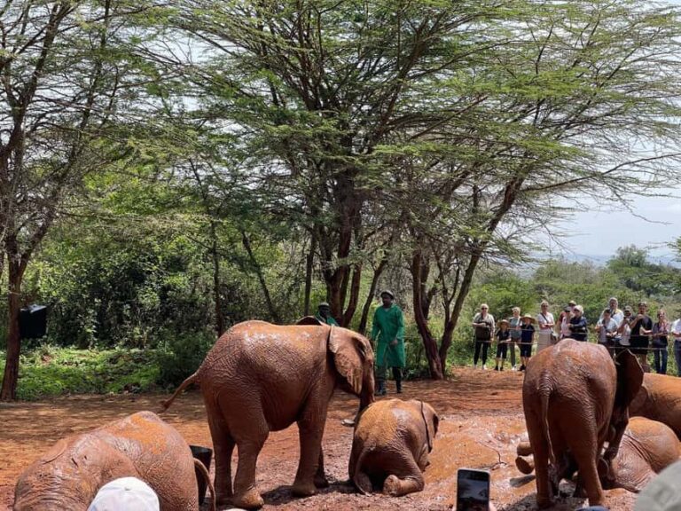 Nairobi National Park, Elephant Sanctuary & Giraffe Centre - What You Can Expect on This Tour