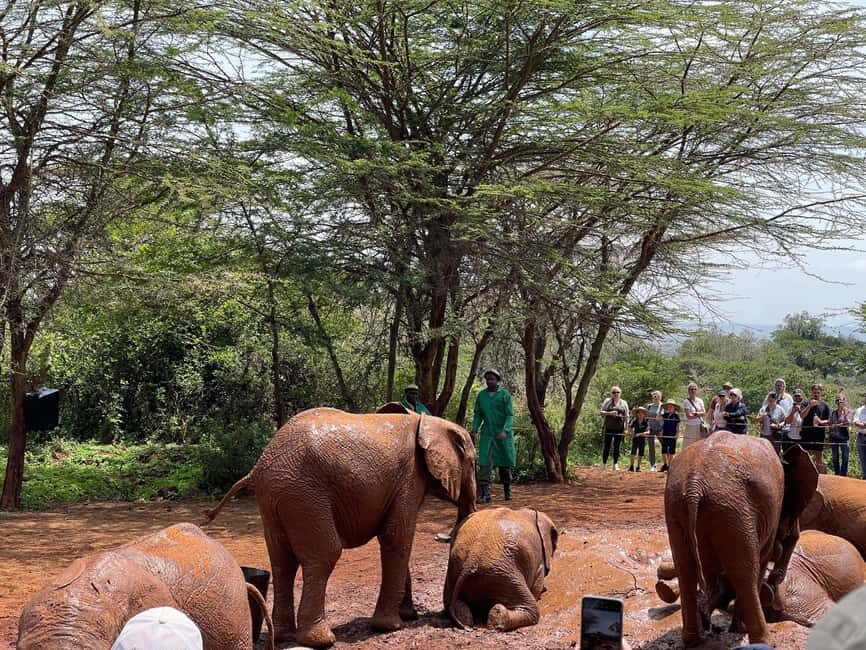 Nairobi National Park, Elephant Sanctuary & Giraffe Centre - What You Can Expect on This Tour