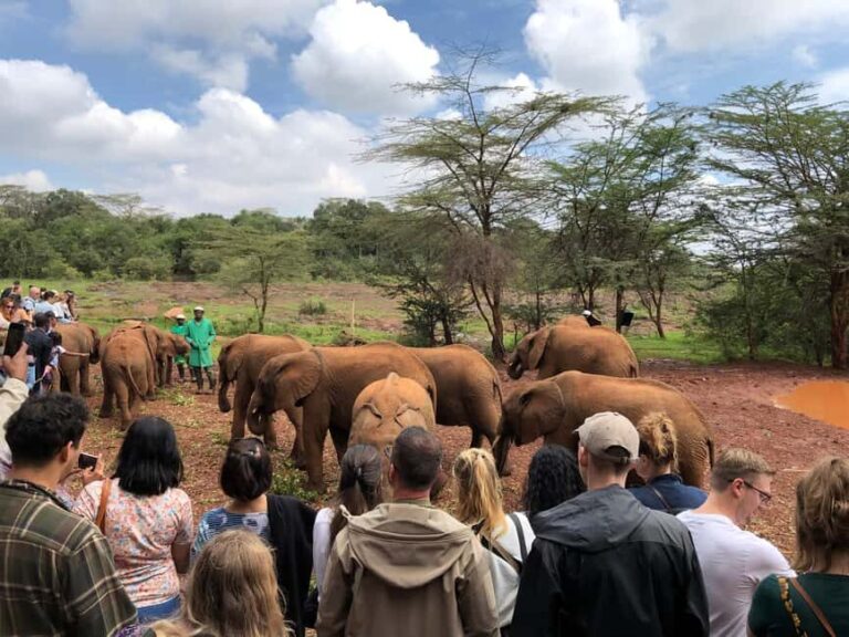 Nairobi National Park, Elephant Santuary & Giraffe center. - How the Experience Feels