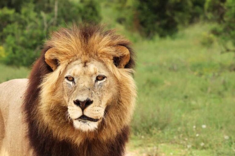 Nairobi National Park: Free WIFI connection - What’s Unique About the Game Drive?