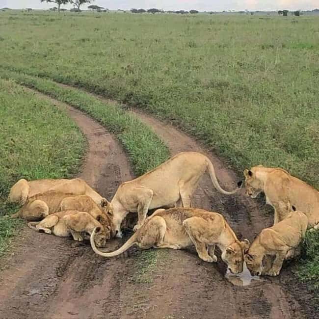 Nairobi National park Full or Half Day Tour With Guide - The Guide and Vehicle: Making the Most of the Safari