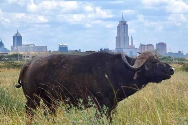 Nairobi national park game drive - Final Thoughts