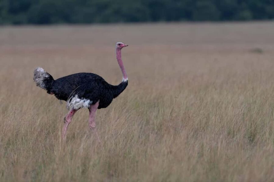 Nairobi National Park Game Drive on a pop up safari minivan - What You Can Expect During the Tour