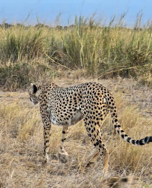 Nairobi National Park Game Drive Only - Who Should Consider This Tour?