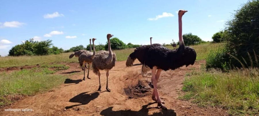 Nairobi National Park Game Drive With Free pick up and Drop - What’s Included and What’s Not