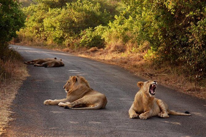 Nairobi National Park Game Drive With Free Pick Up Group Joining - Authenticity and Reviews: What Travelers Say