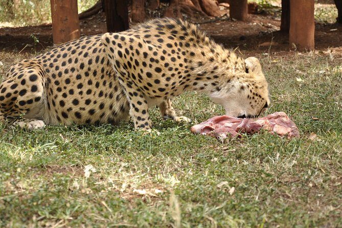Nairobi National Park Game Drive With free Pick Up - An In-Depth Look at Nairobi National Park Game Drive