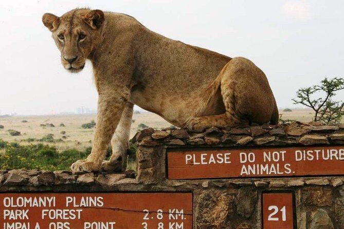 Nairobi National Park, Giraffe Center and Elephant Orphanage Day Tour from Nairobi - Final thoughts: Who Should Book This Tour?