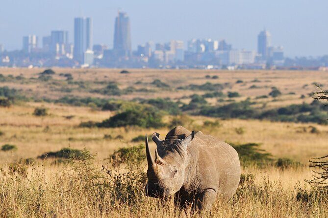 Nairobi National Park Group Shared Tour - The Meeting Point and Duration