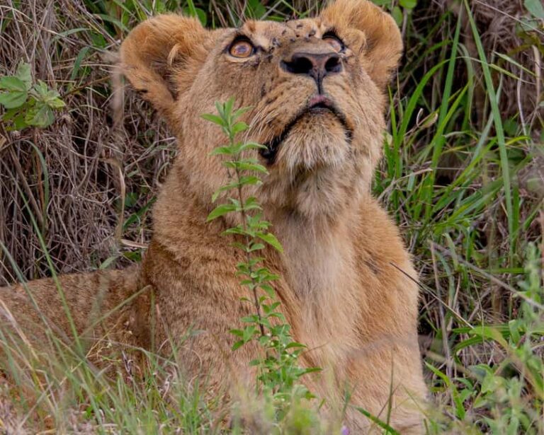 Nairobi: National Park Guided Game Drive - What’s Included, and What to Bring