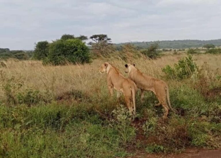 Nairobi National Park Guided Half Day Game Drive. - Authentic Encounters and Practical Tips