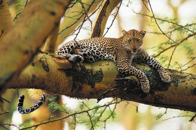 Nairobi National Park Guided Half Day Tour Game Drive- FREE WIFI - The Value of This Tour