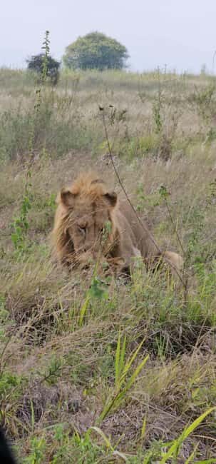 Nairobi National Park Guided Tour Group Joining Free Pick up - Who Would Love This Tour?