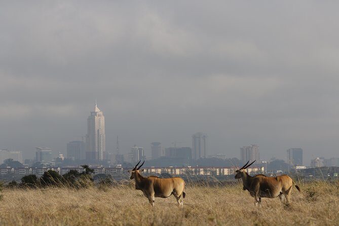 Nairobi National Park guided tour - FAQ (Frequently Asked Questions)
