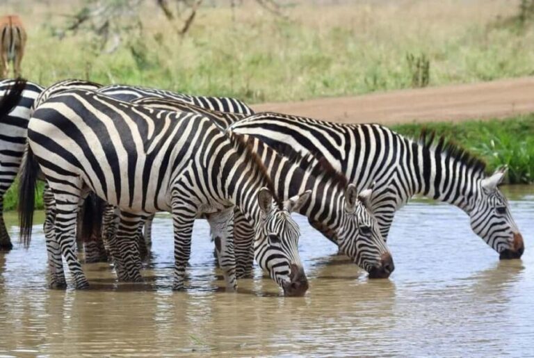 Nairobi National Park Half Day/Full Day Game Drive - Who Will Love This Tour?