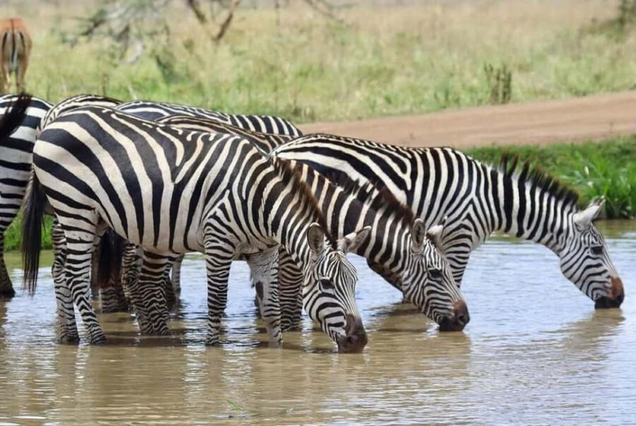 Nairobi National Park Half Day/Full Day Game Drive - Who Will Love This Tour?