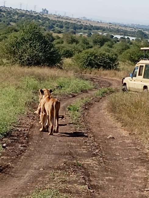 Nairobi National Park Half-Day Game Drive - Entering Nairobi National Park