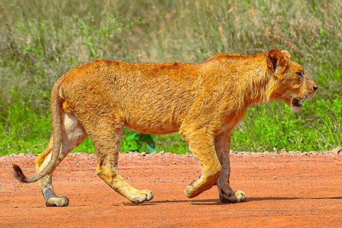 Nairobi National Park Half-day Game Drive - The Itinerary: What to Expect