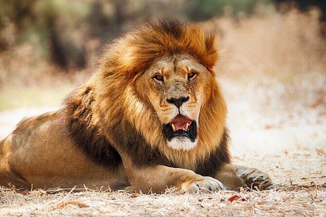 Nairobi National Park Half Day Game Drive Tour With Free WIFI - What Makes This Tour Stand Out?