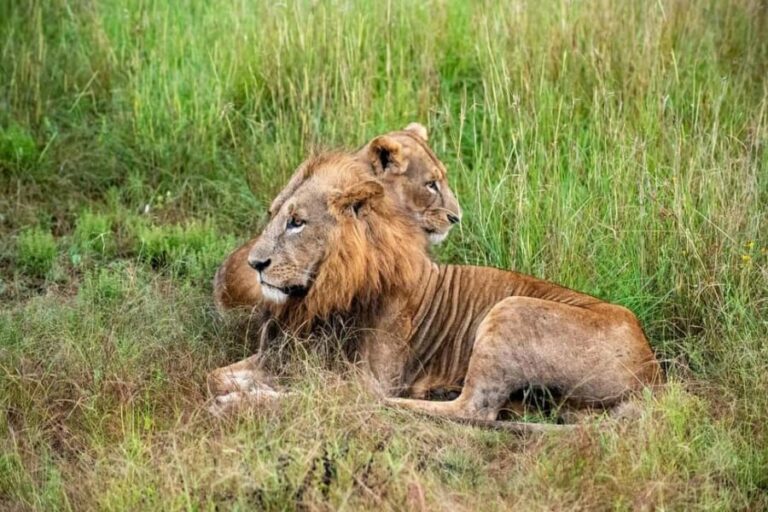Nairobi National Park Half-Day Game Drive Tour With Pickup - Analyzing the Value