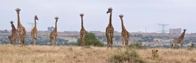Nairobi National Park - Half Day Game Drive:wildlife capital - Who Will Benefit Most from This Experience?