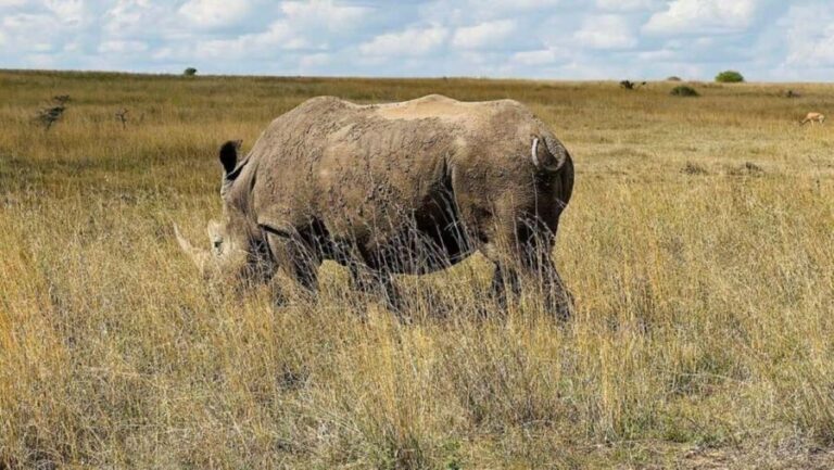 Nairobi National Park: Half Day Group Tour With Pickup - What to Expect During the Tour